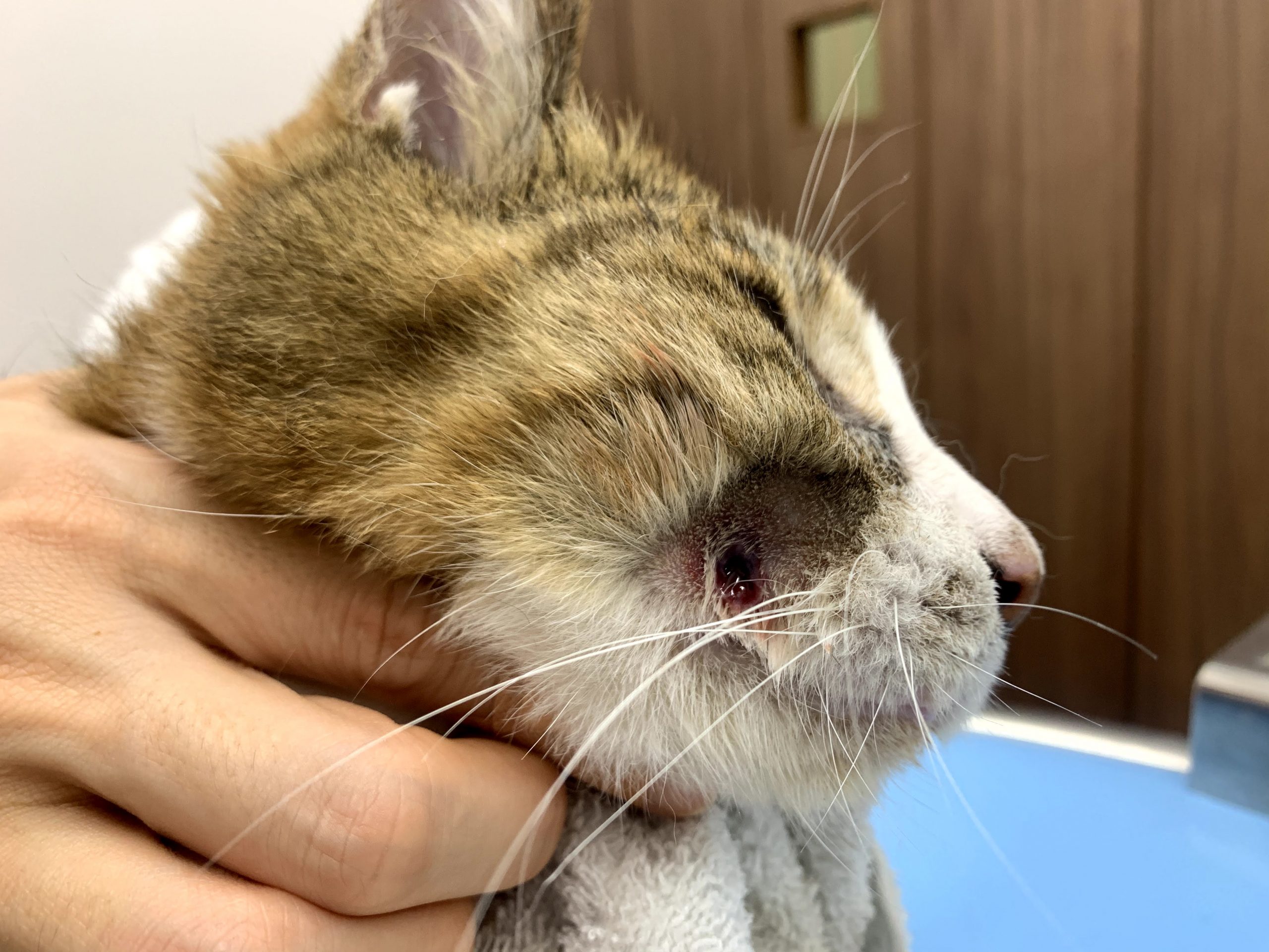 歯 周 治療 猫 病 猫ちゃん来院時のお願い