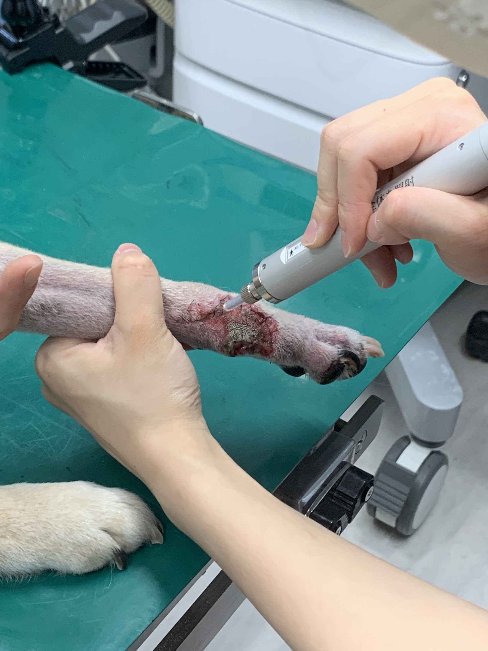 犬に対してpidiを使った皮膚炎の治療