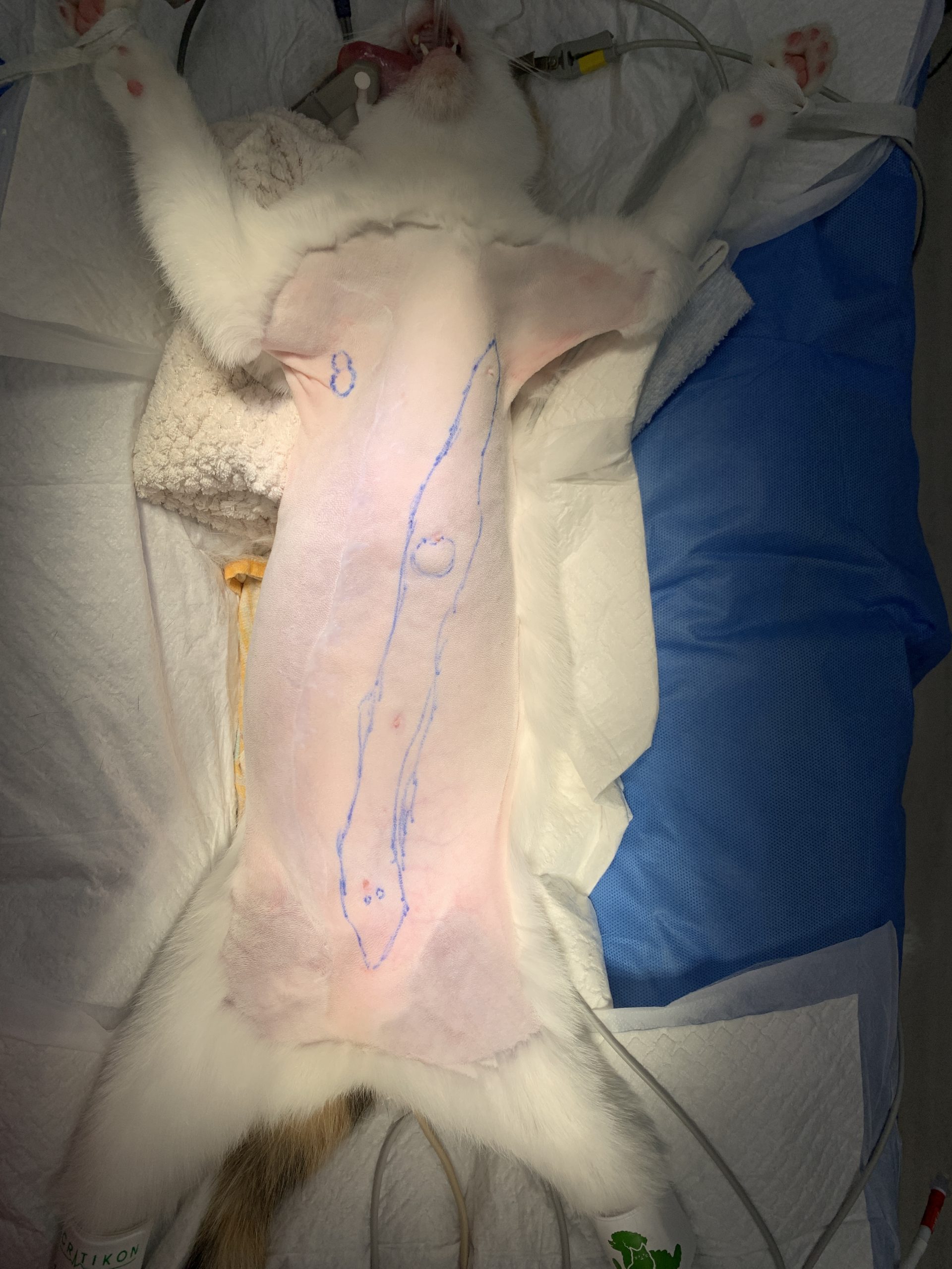 猫の乳腺腫瘍　片側全摘出術の術前画像