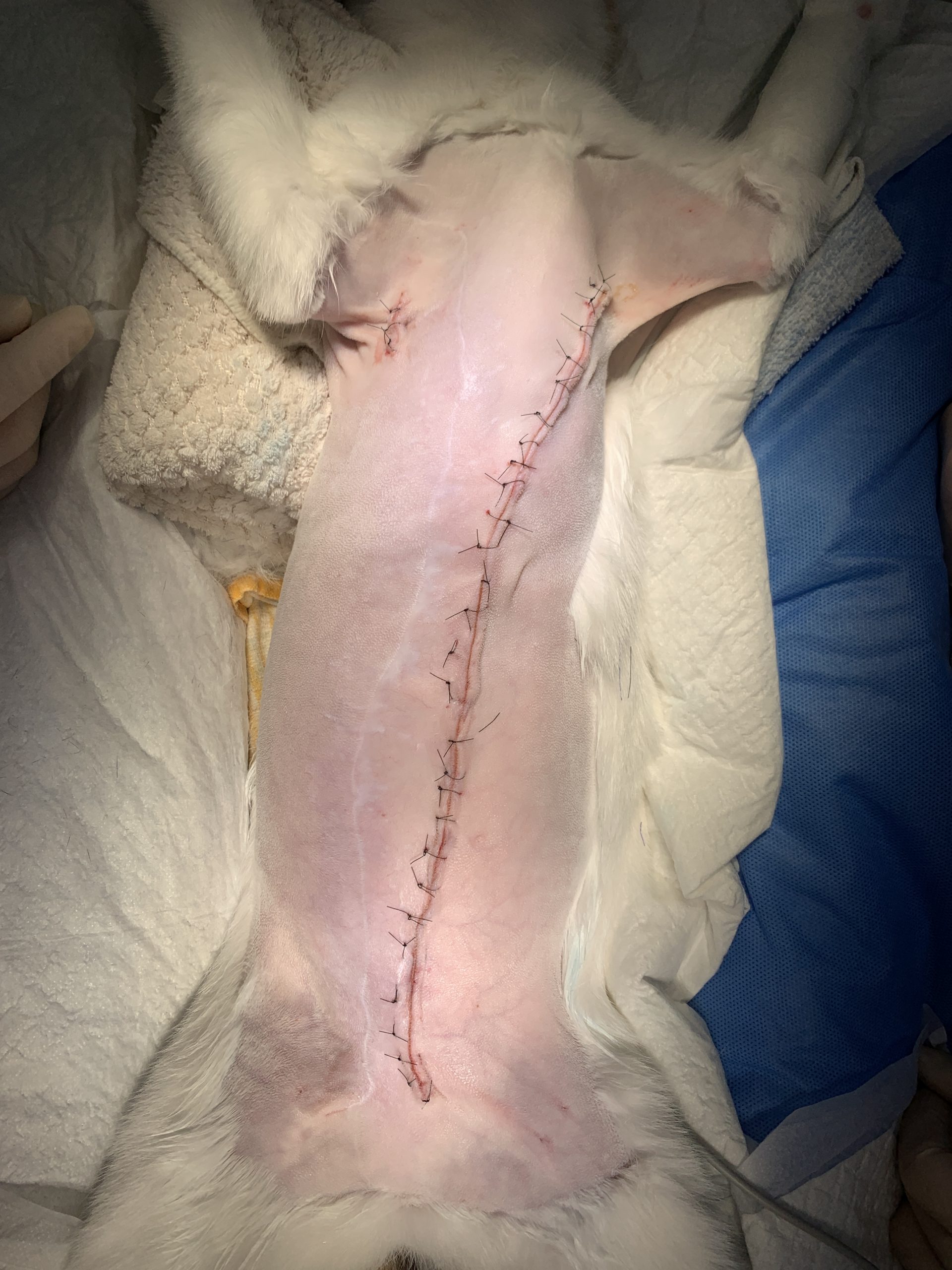 猫の乳腺腫瘍　術後写真