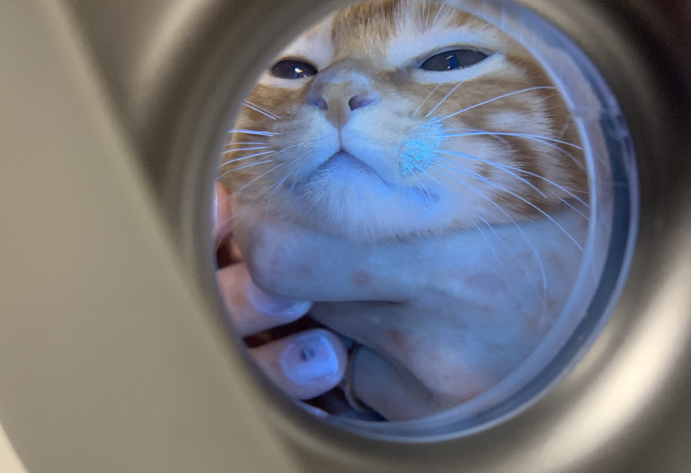 ウッド灯で蛍光している真菌症の猫